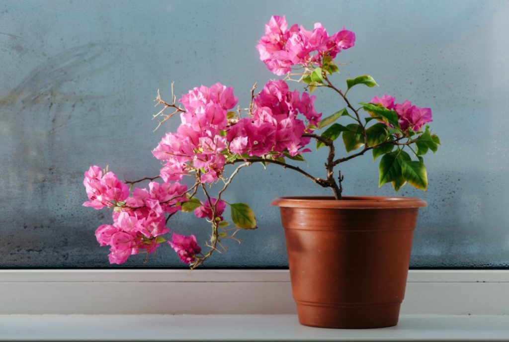 Bougainvillea: Az Élénk Színek Kertje – Hogyan Nevelj Csodálatos Bougainvillea-t a Saját Kertedben? 3 Bougainvillea: Az Élénk Színek Kertje – Hogyan Nevelj Csodálatos Bougainvillea-t a Saját Kertedben?