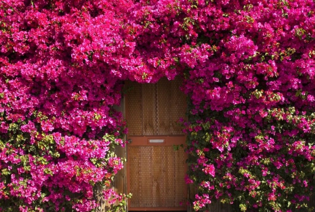 Bougainvillea: Az Élénk Színek Kertje – Hogyan Nevelj Csodálatos Bougainvillea-t a Saját Kertedben? 4 Bougainvillea: Az Élénk Színek Kertje – Hogyan Nevelj Csodálatos Bougainvillea-t a Saját Kertedben?