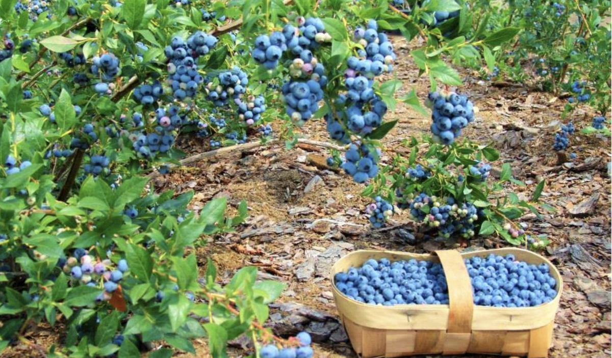 Áfonya ültetése: hogyan termeszthetünk ízletes áfonyát, amely emlékeztetni fog a nagymama házának ízére 39 Áfonya ültetése: hogyan termeszthetünk ízletes áfonyát, amely emlékeztetni fog a nagymama házának ízére