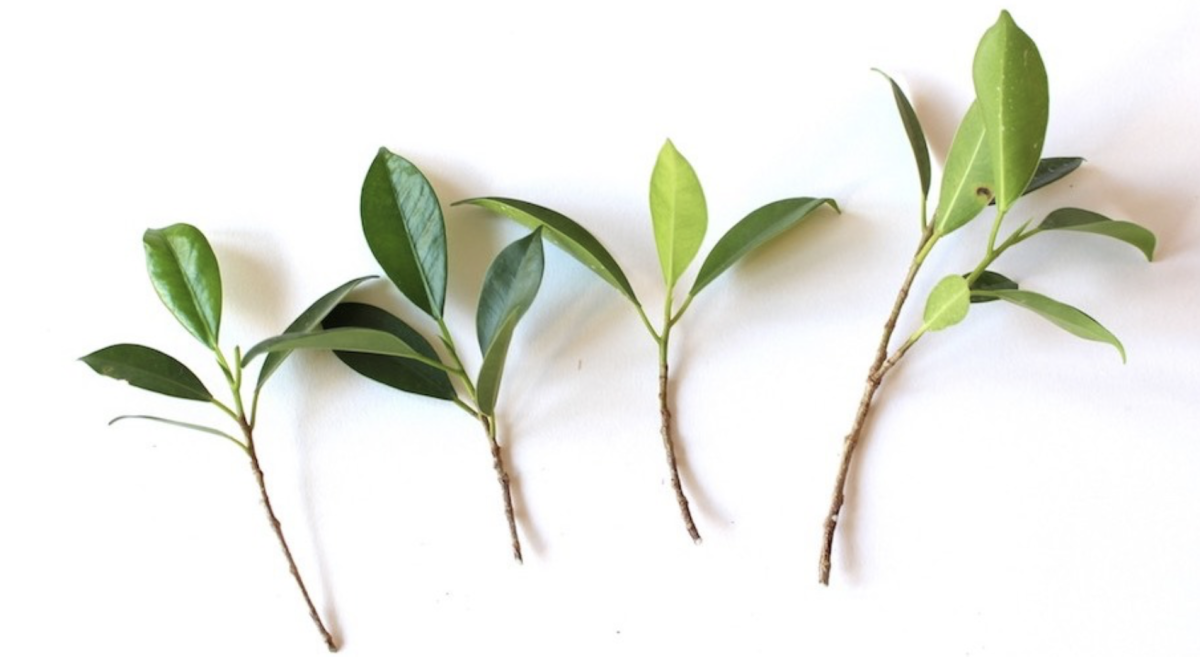 Babérmeggy Szaporítása: Hogyan Szaporítsd Ezt a Csodálatos Dísznövényt Kertedben? 12 Babérmeggy Szaporítása: Hogyan Szaporítsd Ezt a Csodálatos Dísznövényt Kertedben?