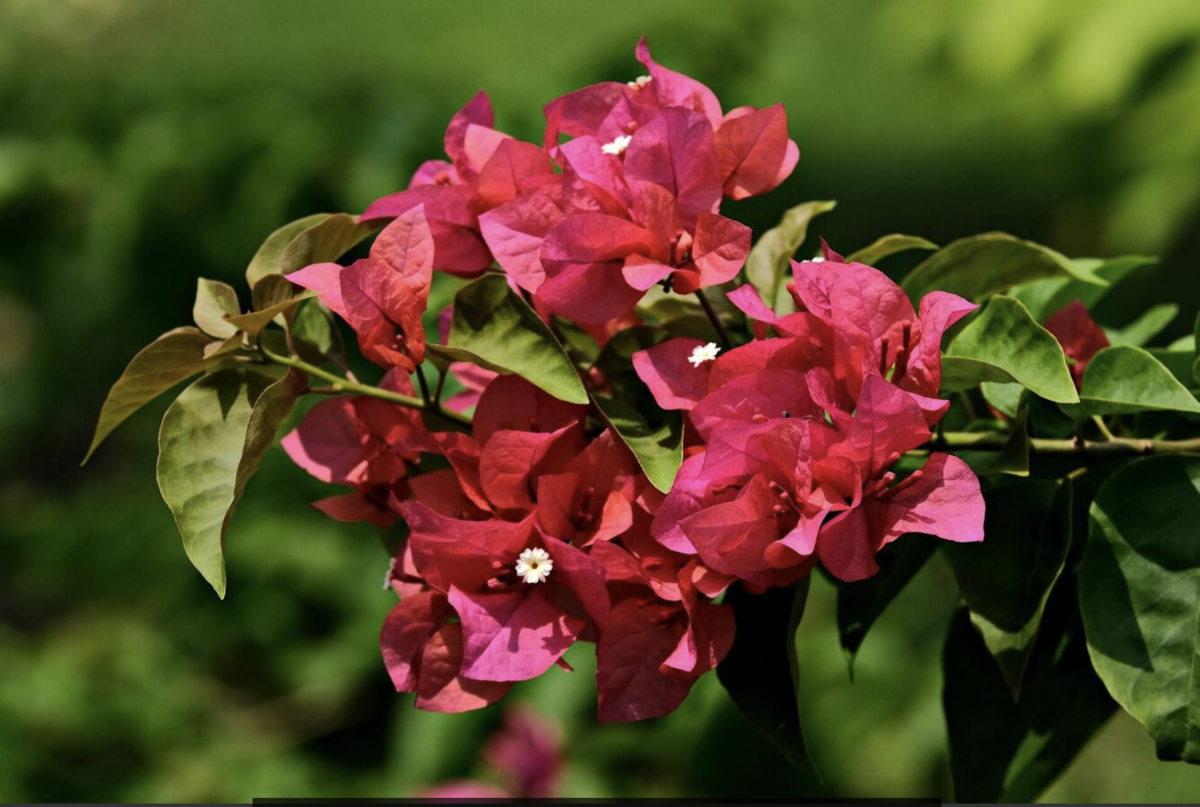 Bougainvillea: Az Élénk Színek Kertje – Hogyan Nevelj Csodálatos Bougainvillea-t a Saját Kertedben? 14 Bougainvillea: Az Élénk Színek Kertje – Hogyan Nevelj Csodálatos Bougainvillea-t a Saját Kertedben?