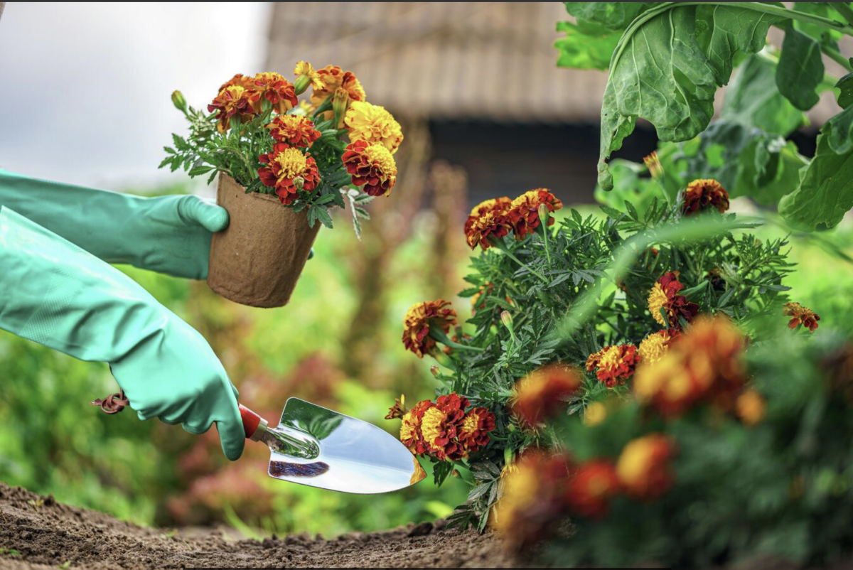 Büdöske: A Kert Titkos Kincse, Amely Illatos és Hasznos Egyben