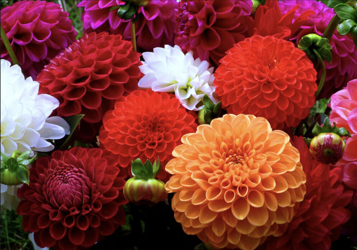 Dália ültetése: Hogyan Készítsd El a Tökéletes Virágzó Kertet? 11 Dália ültetése: Hogyan Készítsd El a Tökéletes Virágzó Kertet?