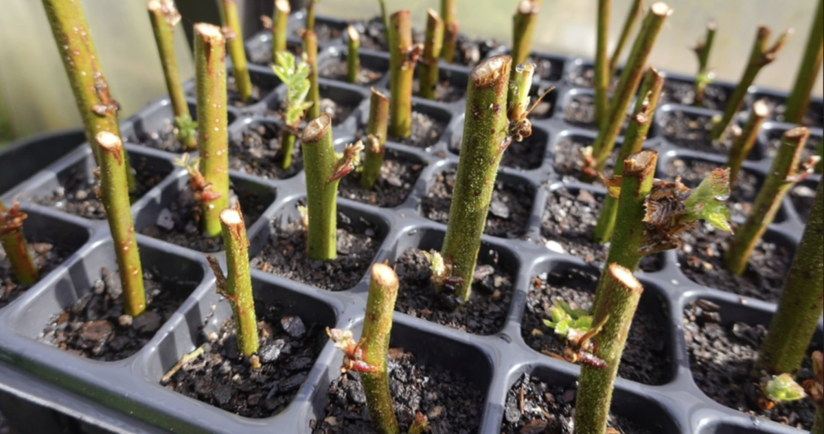 Fekete szeder metszése: Hogyan Érdemes Metszeni a Fekete Szedret, Hogy Bőséges Termést Kaphass? 9 Fekete szeder metszése: Hogyan Érdemes Metszeni a Fekete Szedret, Hogy Bőséges Termést Kaphass?