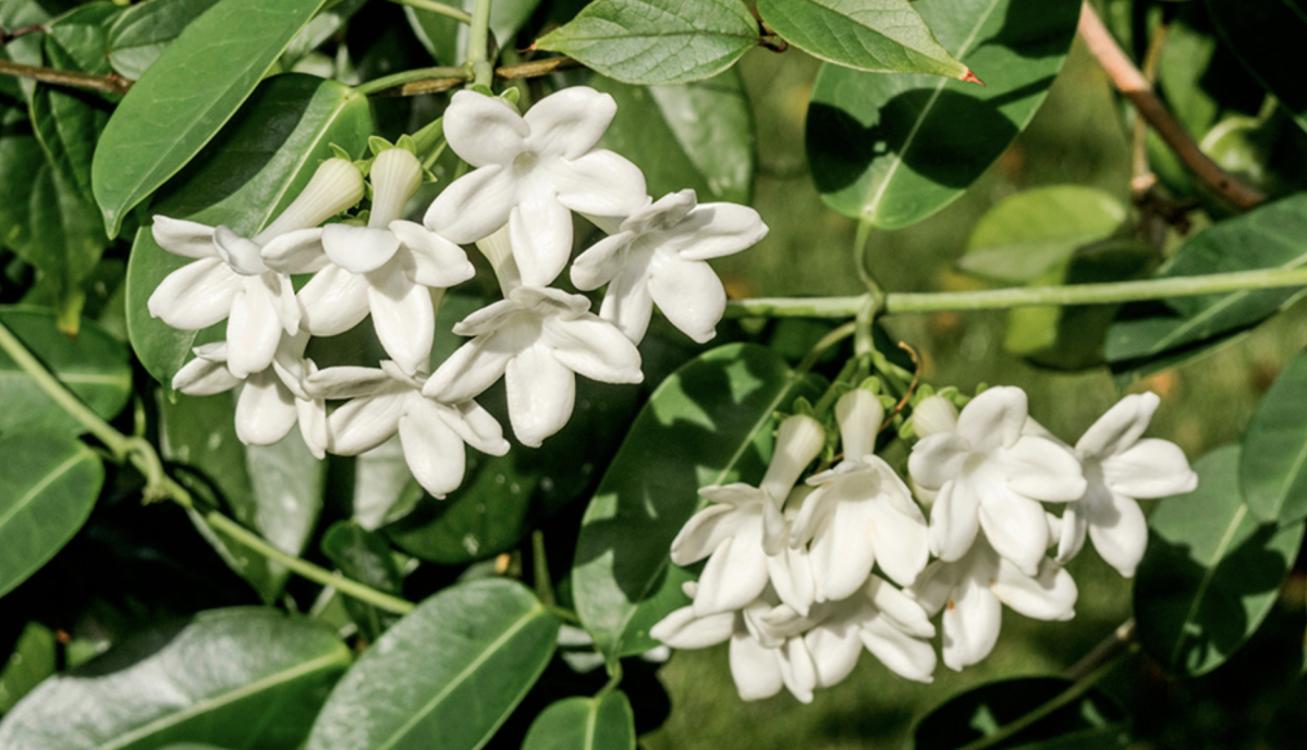 Felfedeztük a Titkot: Így Lesz a Tölcsérjázminod a Legszebb a Kertben 2025-ben