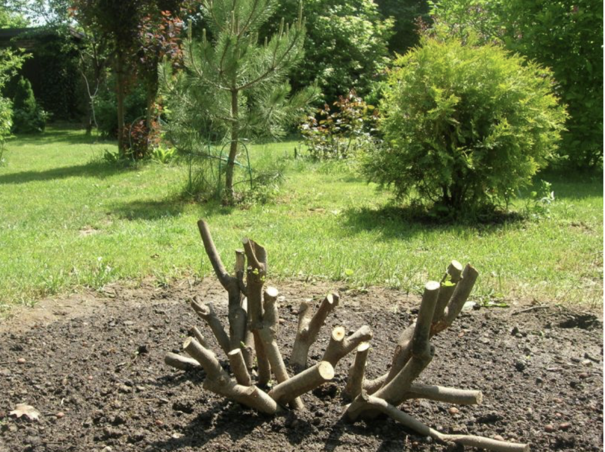 Füge metszése: Hogyan Metszd a Fügét, Hogy Bőséges Termést és Egészséges Növényt Kaphass? 10 Füge metszése: Hogyan Metszd a Fügét, Hogy Bőséges Termést és Egészséges Növényt Kaphass?