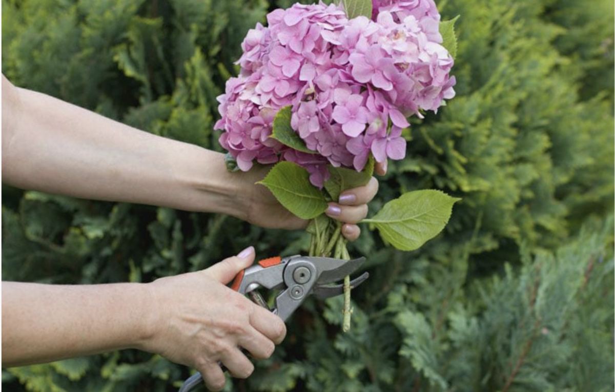 Hortenzia Metszése: A Tökéletes Útmutató a Gyönyörű Virágzáshoz és Egészséges Növényekhez