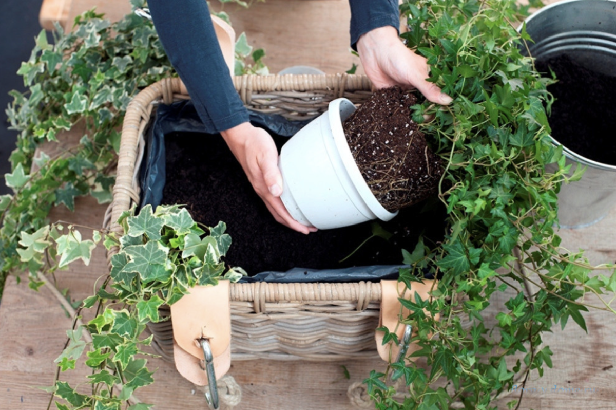 Itt a Titok: Borostyán Szaporítása 2025-ben – A Legjobb Tippek és Trükkök, Amelyek Működnek!