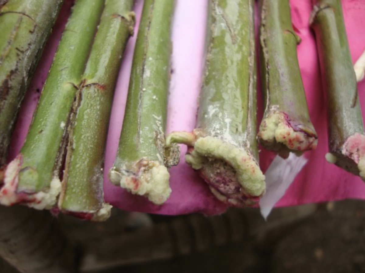 Kecskerágó szaporítása: A titok, amit minden kertésznek tudnia kell, hogy a legszebb növényeket nevelje 42 Kecskerágó szaporítása: A titok, amit minden kertésznek tudnia kell, hogy a legszebb növényeket nevelje