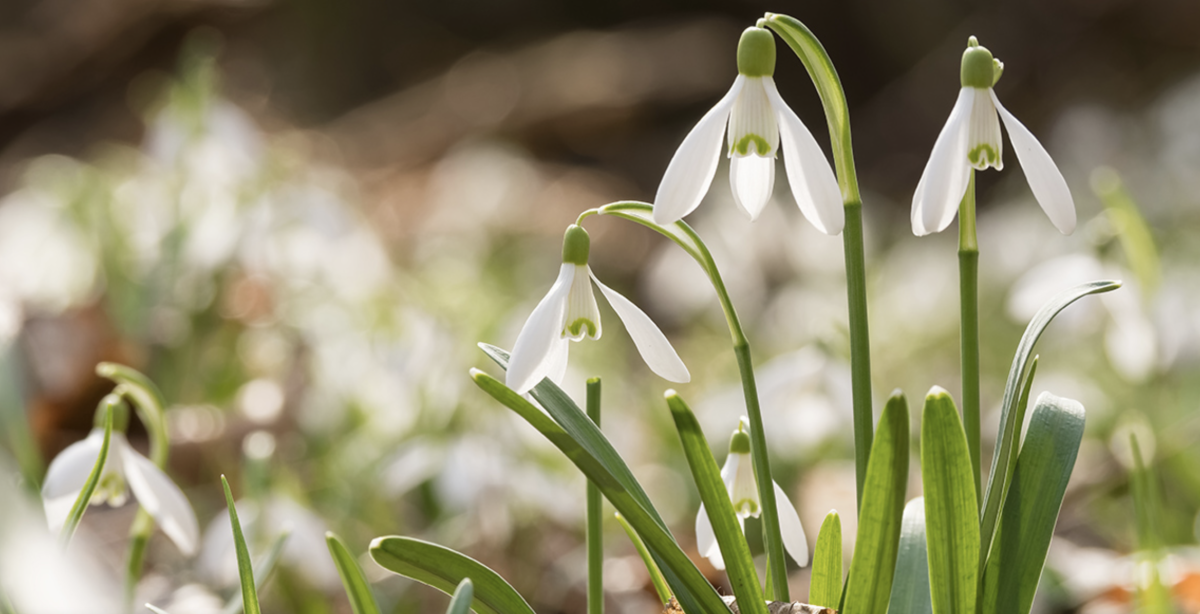 Kora tavaszi virágok: A legszebb virágok, amiket már most ültethetsz a kertedbe