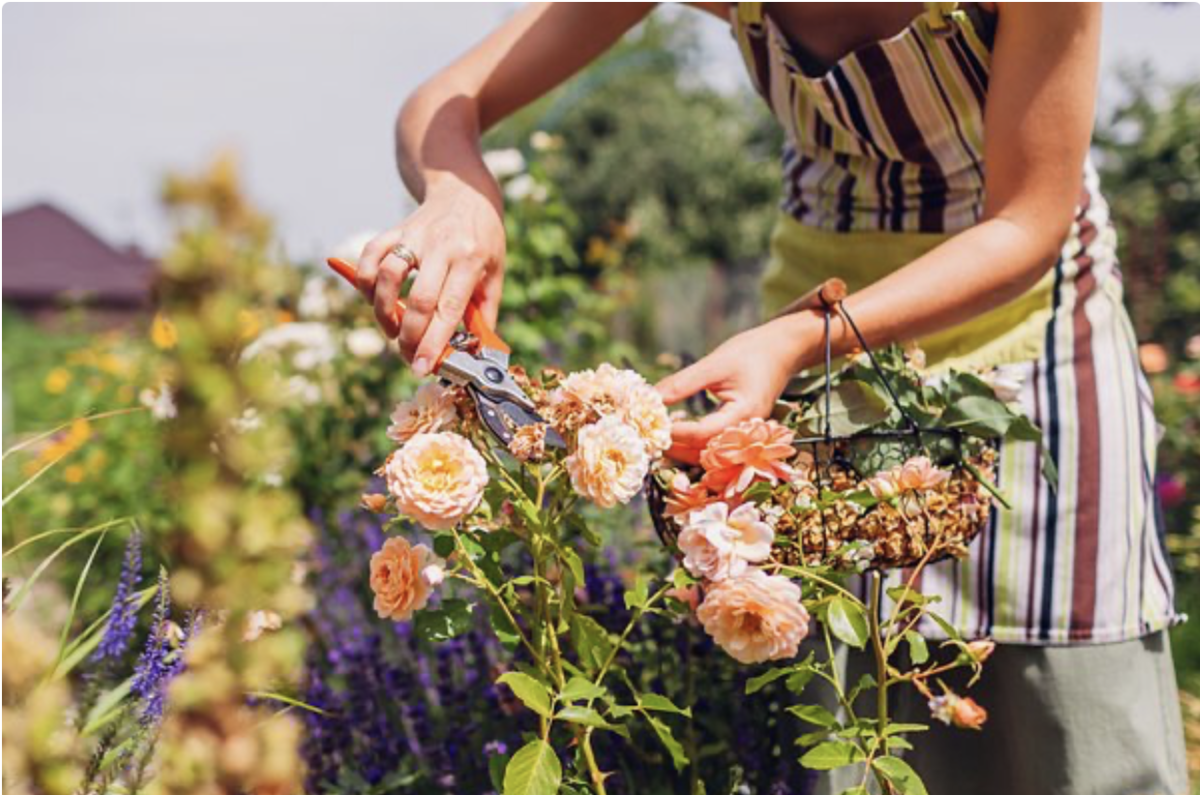 Leander Metszése 2025-ben: A Legjobb Tippek és Trükkök, Amelyek Segítenek Szebbé Tenni a Kerted