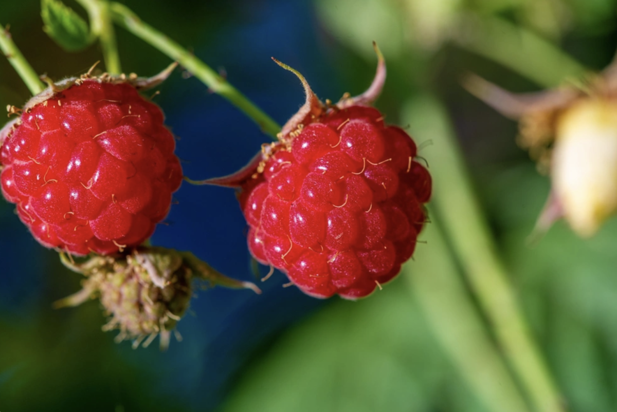 Málna Metszése: Hogyan Érdemes Metszeni A Málnafákat A Bőséges Termés Érdekében?