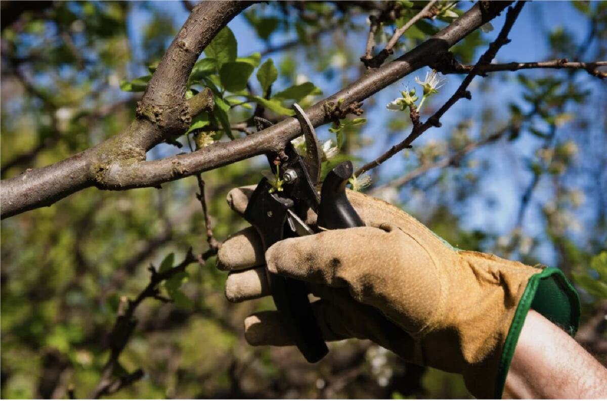 Meggyfa Metszése: A Titkok, Amelyekkel Minden Évben Bőséges Termést Élvezhetsz 11 Meggyfa Metszése: A Titkok, Amelyekkel Minden Évben Bőséges Termést Élvezhetsz