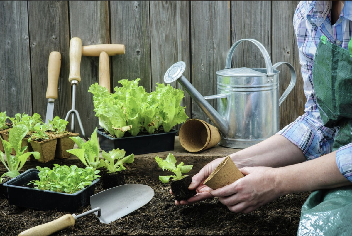 Palántaföld: Hogyan Válasszuk Ki A Legjobb Talajt A Növények Sikeres Neveléséhez?