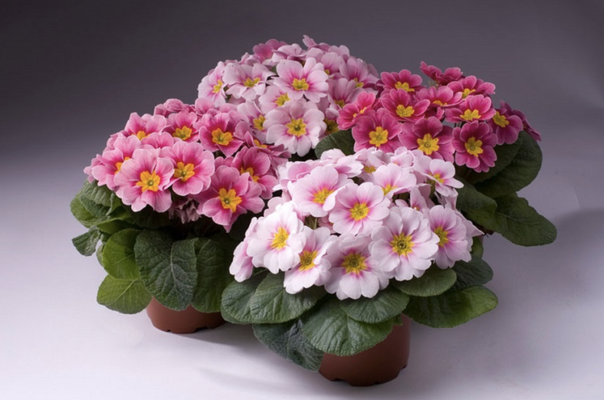 Primula Gondozása 2025: Hogyan Ne Ronthasd El a Legszebb Virágot a Tavaszon? A Titkok, Amik Mindenkinek Elkerülték a Figyelmét