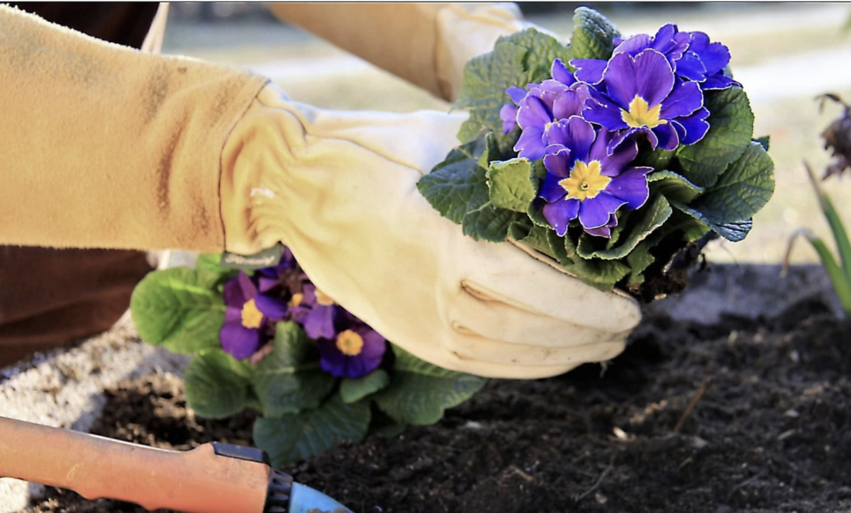 Primula gondozása: Hogyan érheted el, hogy a tavasz első virágai mindig ragyogjanak? 40 Primula gondozása: Hogyan érheted el, hogy a tavasz első virágai mindig ragyogjanak?