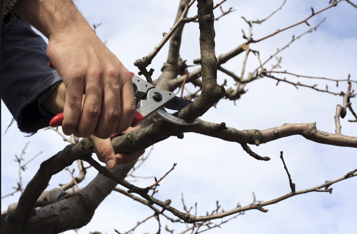 Szilvafa metszése: Hogyan Érdemes Metszeni a Szilvafát, Hogy Bőséges Termést Kaphass? 8 Szilvafa metszése: Hogyan Érdemes Metszeni a Szilvafát, Hogy Bőséges Termést Kaphass?