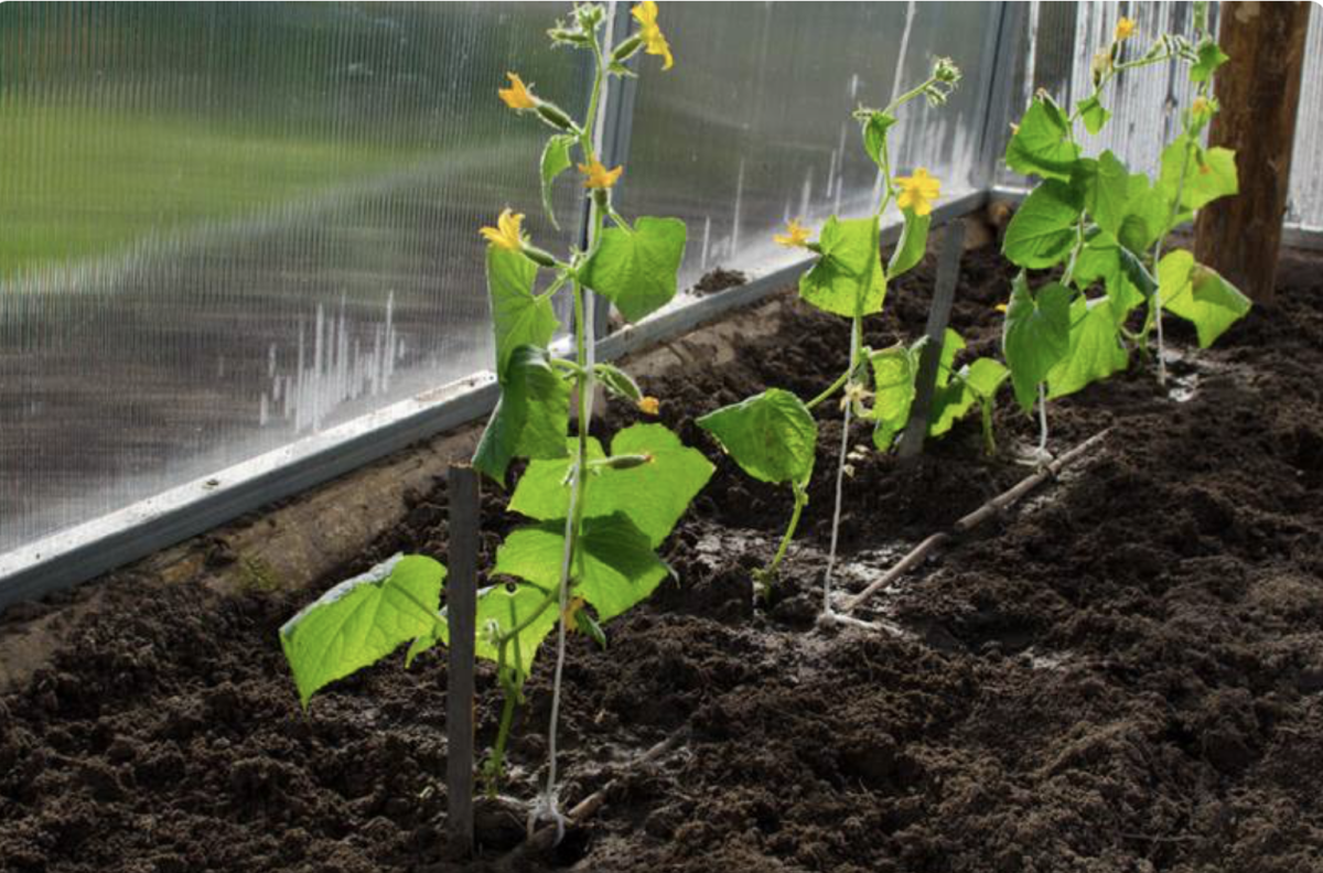 Uborka vetése: A legjobb tippek bőséges terméshez 38 Uborka vetése: A legjobb tippek bőséges terméshez