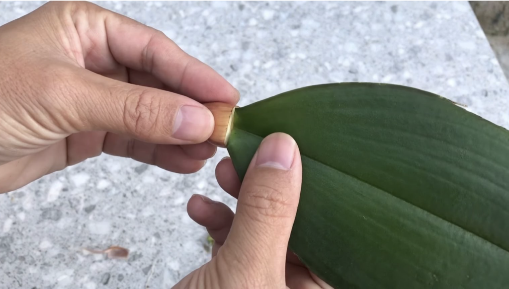 Orchidea Szaporítása Levélről: Minden, Amit Tudnod Kell A Tökéletes Szaporításhoz 3 Orchidea Szaporítása Levélről: Minden, Amit Tudnod Kell A Tökéletes Szaporításhoz