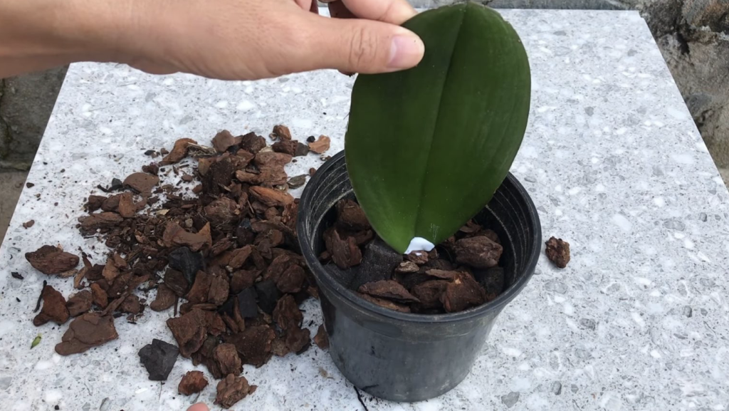 Orchidea Szaporítása Levélről: Minden, Amit Tudnod Kell A Tökéletes Szaporításhoz 4 Orchidea Szaporítása Levélről: Minden, Amit Tudnod Kell A Tökéletes Szaporításhoz