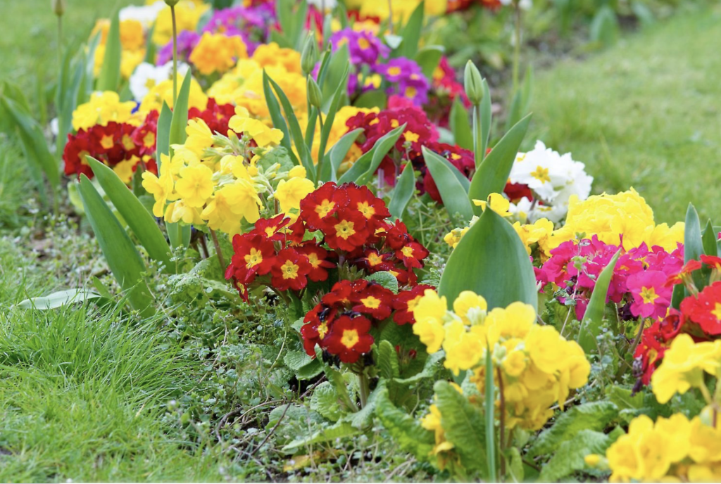 Primula gondozása: Hogyan érheted el, hogy a tavasz első virágai mindig ragyogjanak? 3 Primula gondozása: Hogyan érheted el, hogy a tavasz első virágai mindig ragyogjanak?