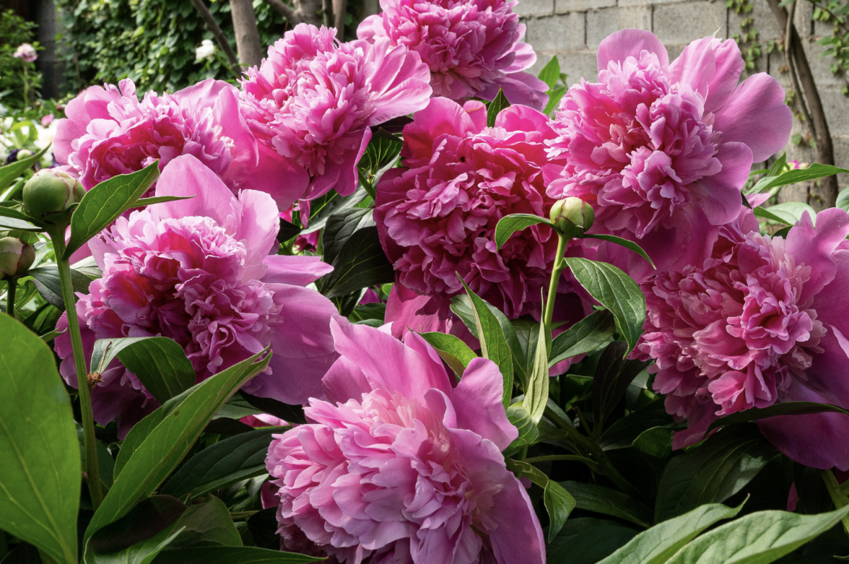 10 tipp a pünkösdi rózsa tökéletes ápolásához: Hogyan varázsolj mesés kertet?