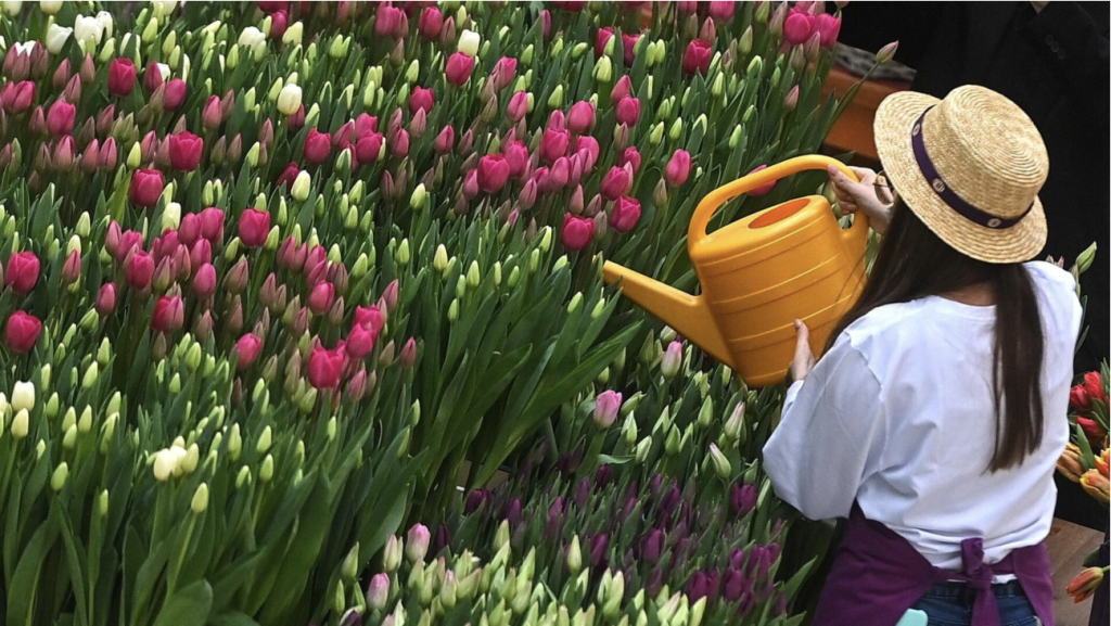 tulipánfa ültetése - Featured