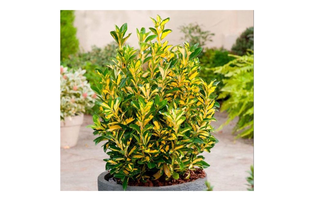 euonymus japonicus - Featured