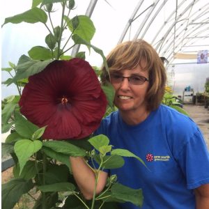 mocsári hibiszkusz - Lépésről lépésre