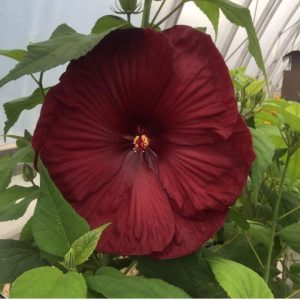 Mocsári hibiszkusz varázslat: Hogyan hozd el a kertedbe a lenyűgöző színek tengerét 4 mocsári hibiszkusz - Hozzávalók