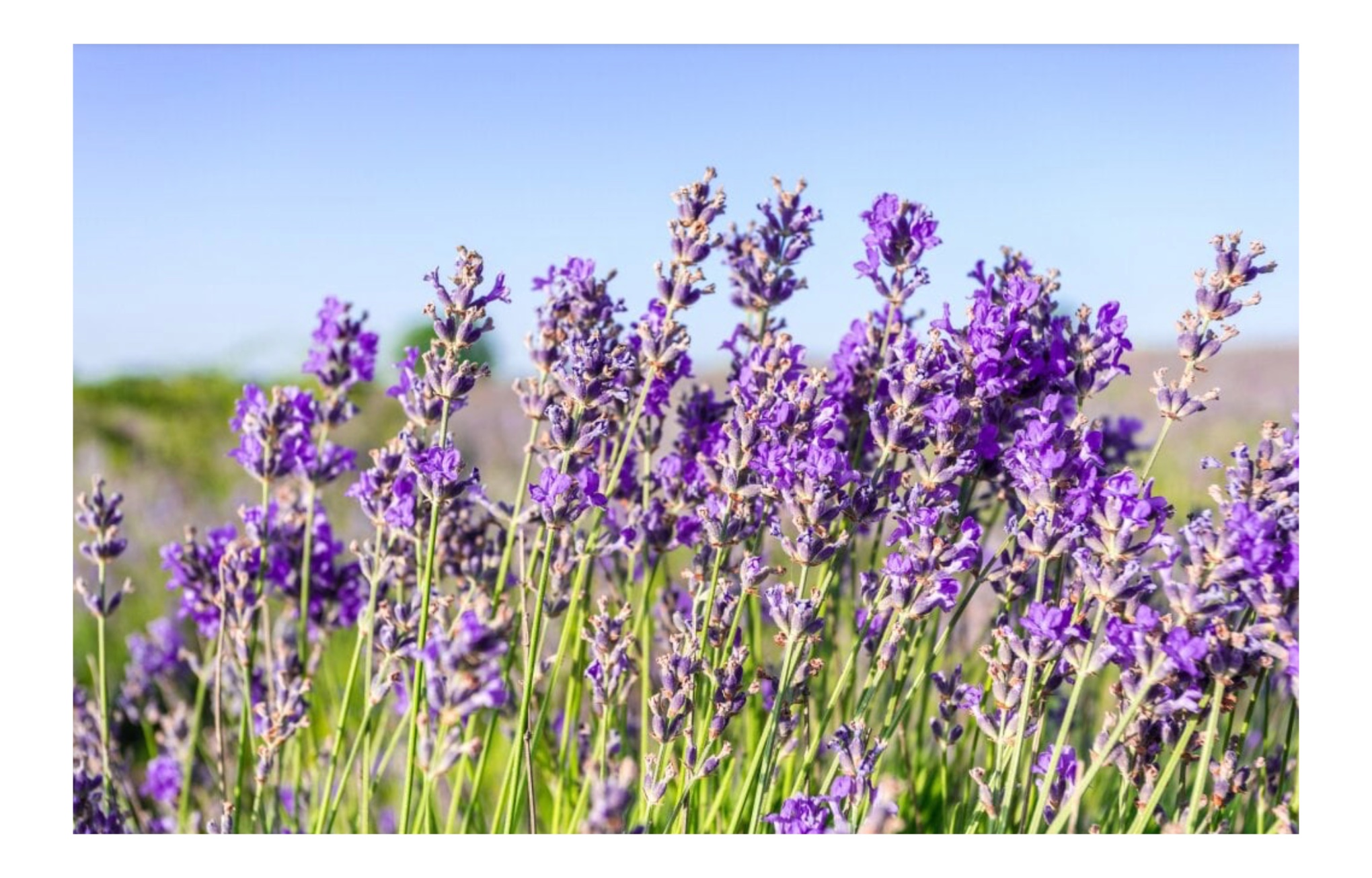 Fedezd fel a Lavandula angustifolia csodálatos világát: A levendula sokoldalúsága, előnyei és gondozási tippek minden kertész számára 4 lavandula angustifolia - Lépésről lépésre