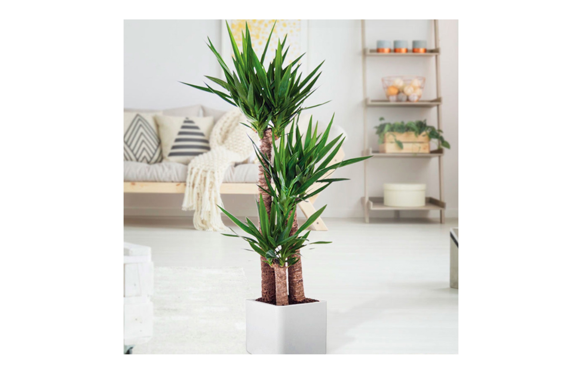 yucca rostrata - Lépésről lépésre