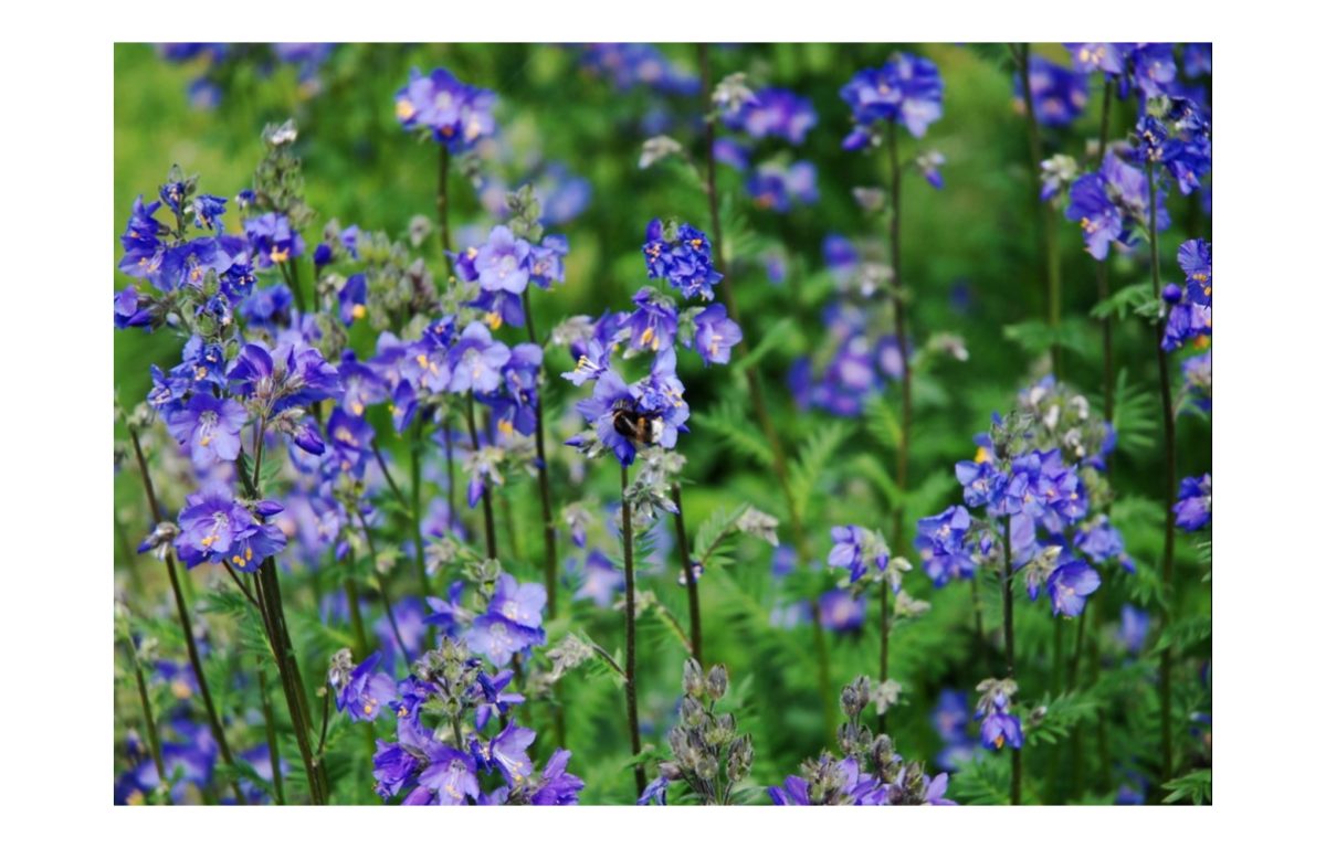 A csatavirág titokzatos szépsége: hogyan varázsolj egzotikus hangulatot a kertedbe e különleges növénnyel 2 csatavirág - Featured