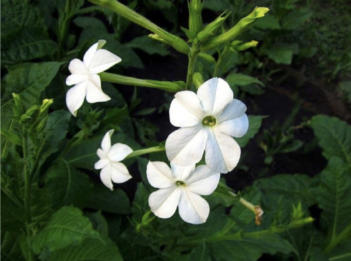 dohányvirág - Featured