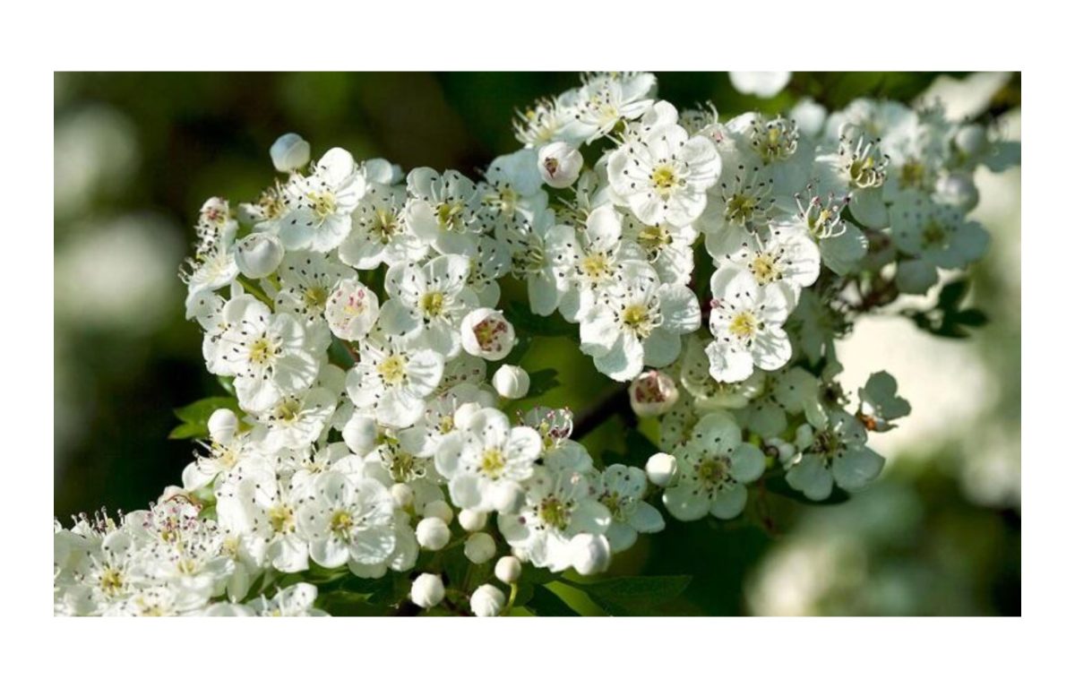 galagonya fa - Featured