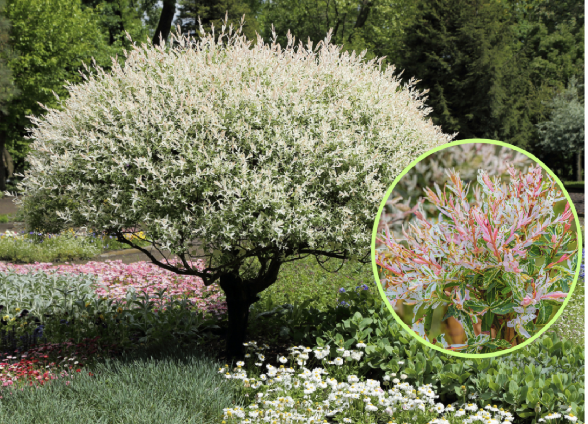 A japán fűz metszése: Hogyan tartsuk formában és egészségesen a fát? 2 japán fűz metszése