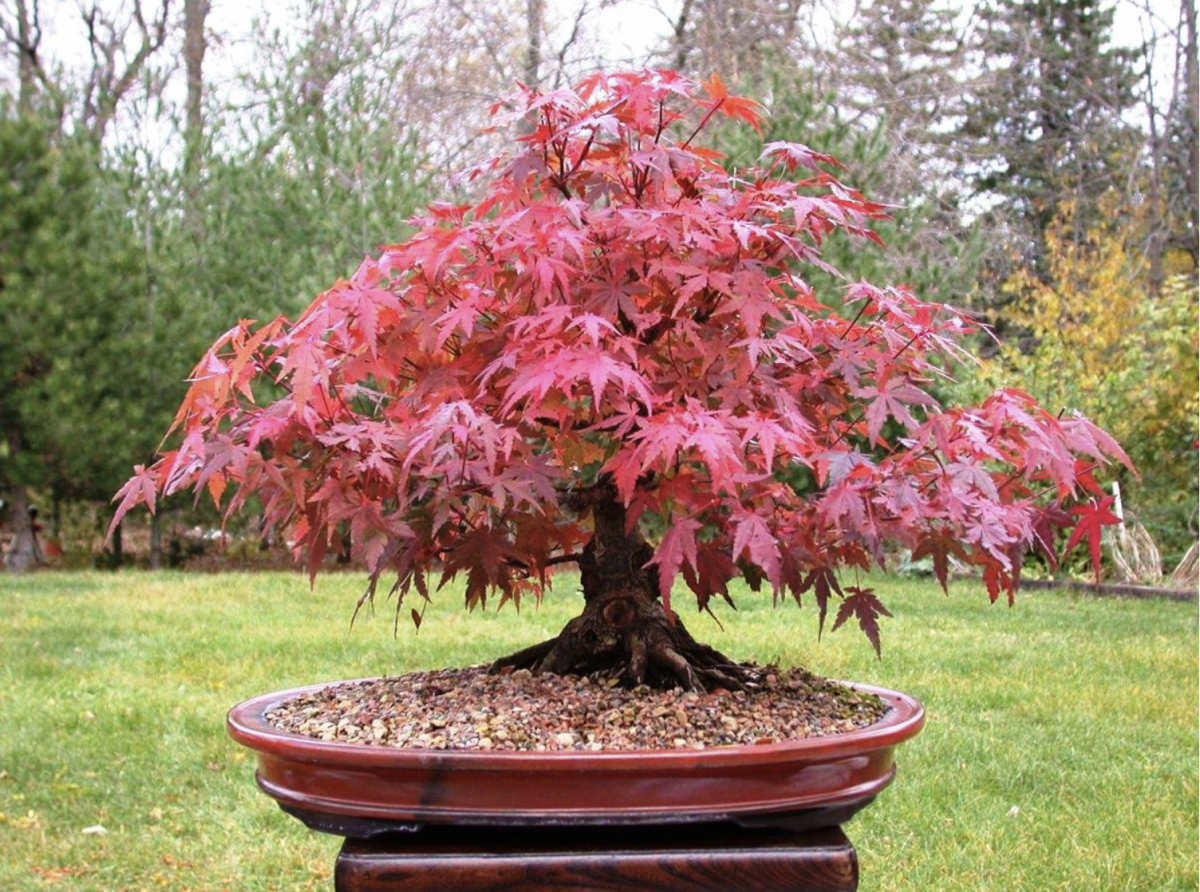 A Japán Juhar: A Tökéletes Díszfa Kertedbe