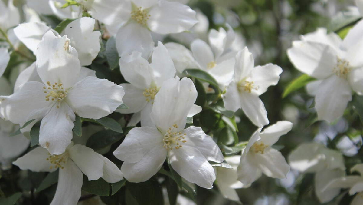 A Jézsámen (Philadelphus) - Egy Illatos és Látványos Dísznövény a Kertben