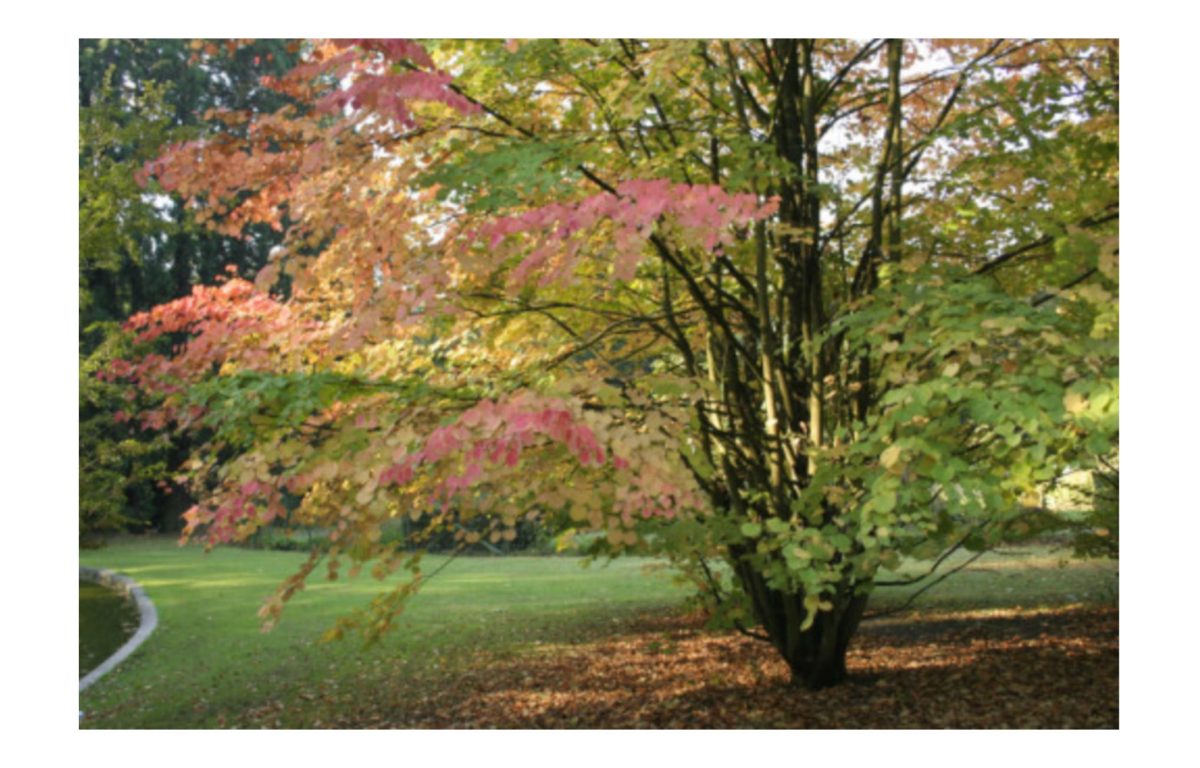 kacsurafa - Featured