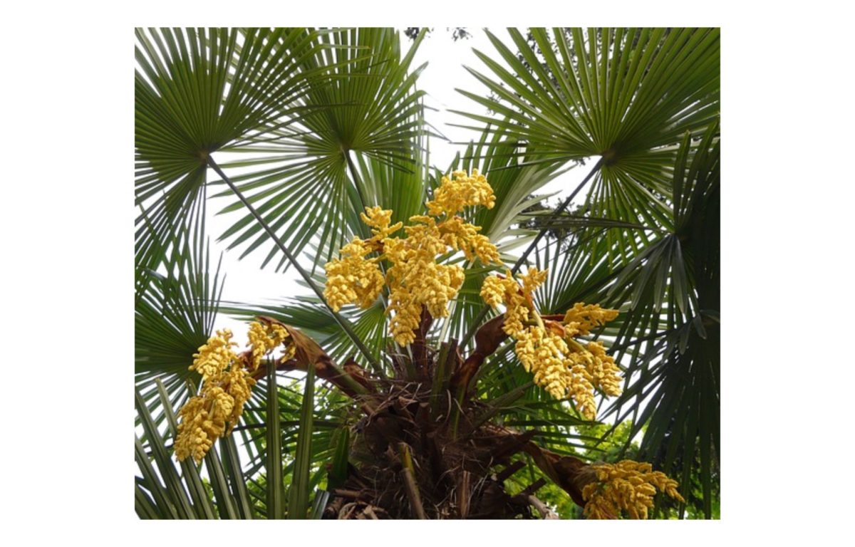 kenderpálma - Featured