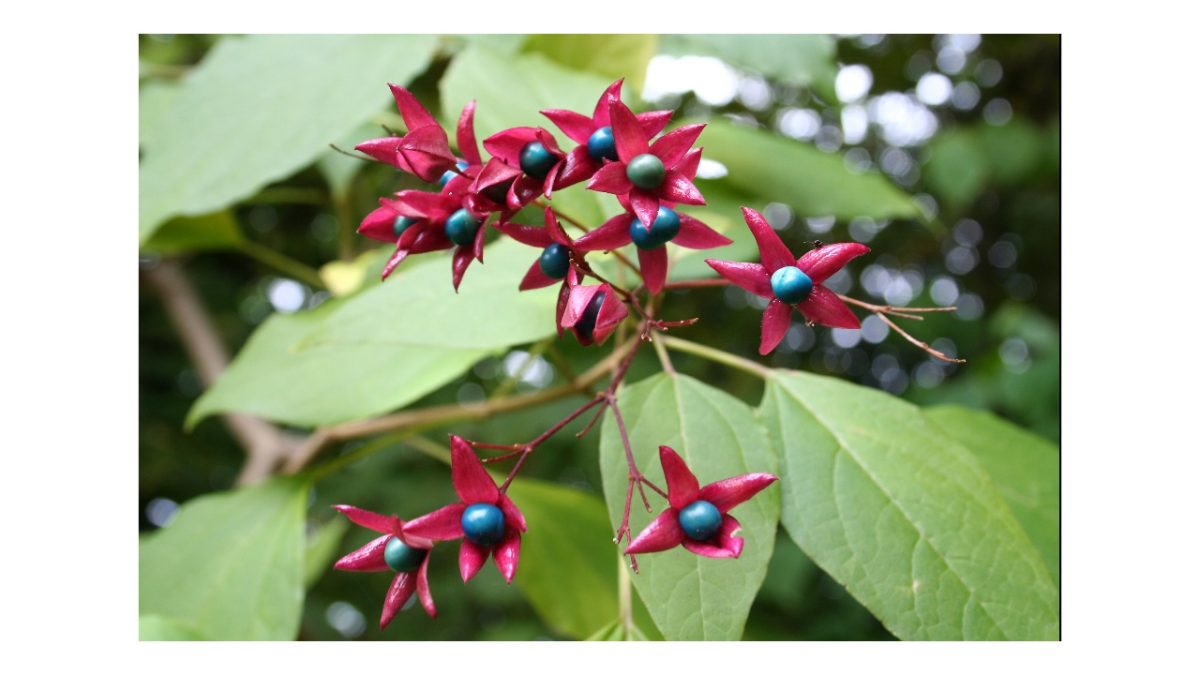 kései végzetfa - Featured