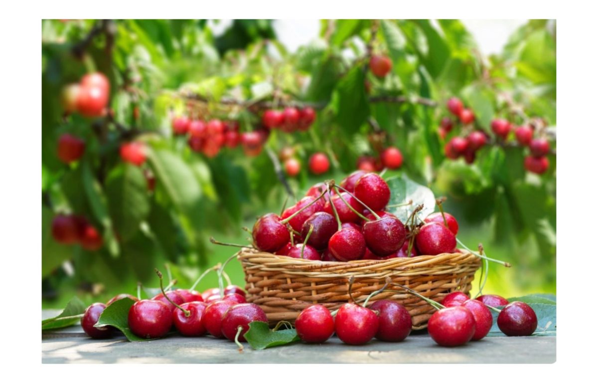 cseresznye fajták - Featured