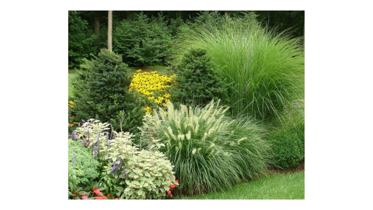 díszfüvek - Featured