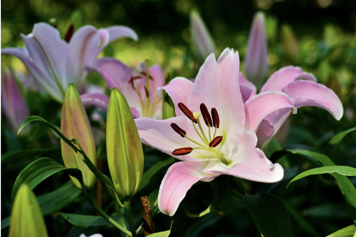 A Liliom: A Szépség és Illat Szimbóluma a Kertekben 2 A Liliom: A Szépség és Illat Szimbóluma a Kertekben