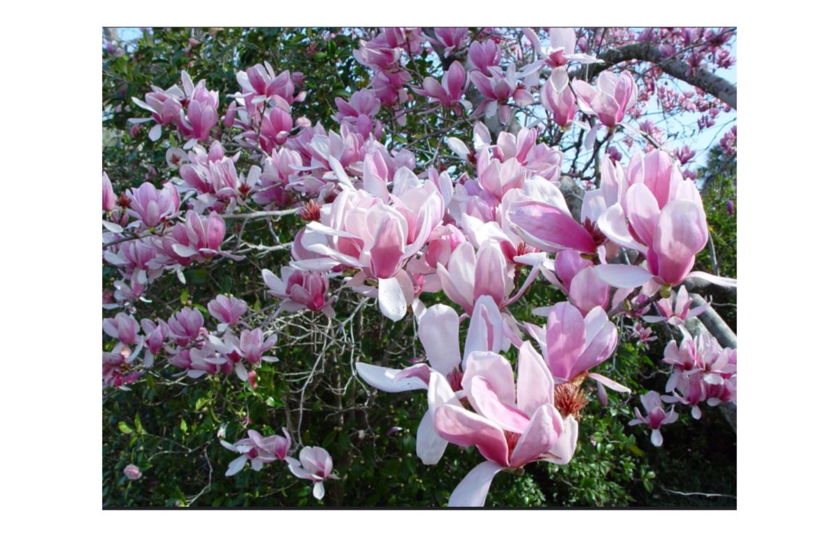 magnolia soulangeana - Featured