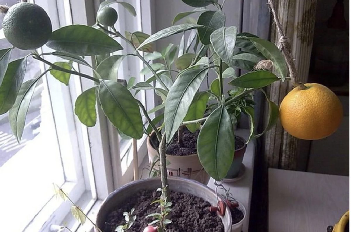 pampafű metszése - Featured