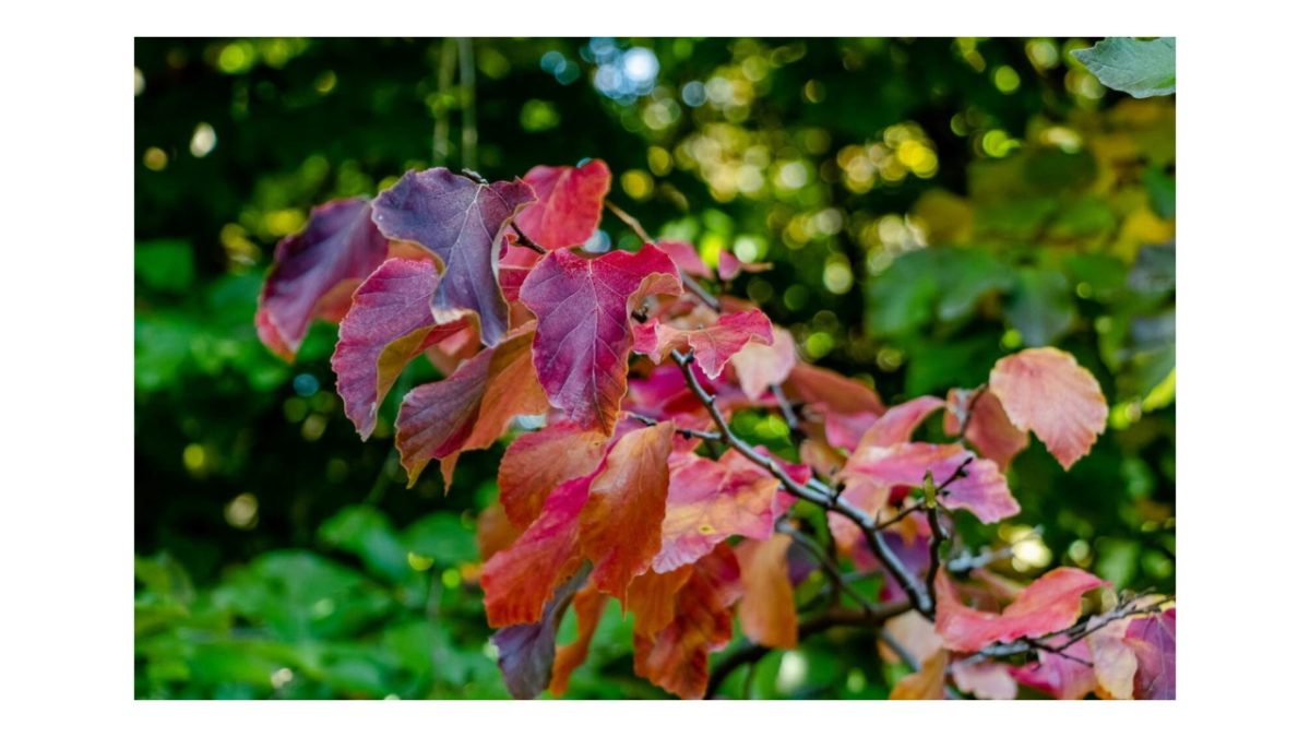 perzsa varázsfa - Featured