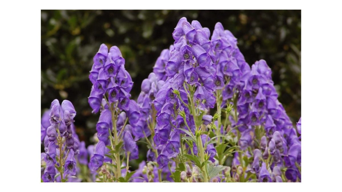 sisakvirág - Featured