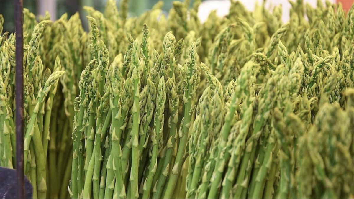 spárga termesztése - Featured