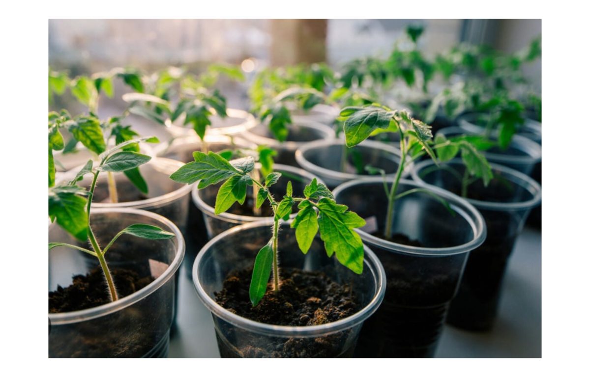 paradicsom palánta - Featured